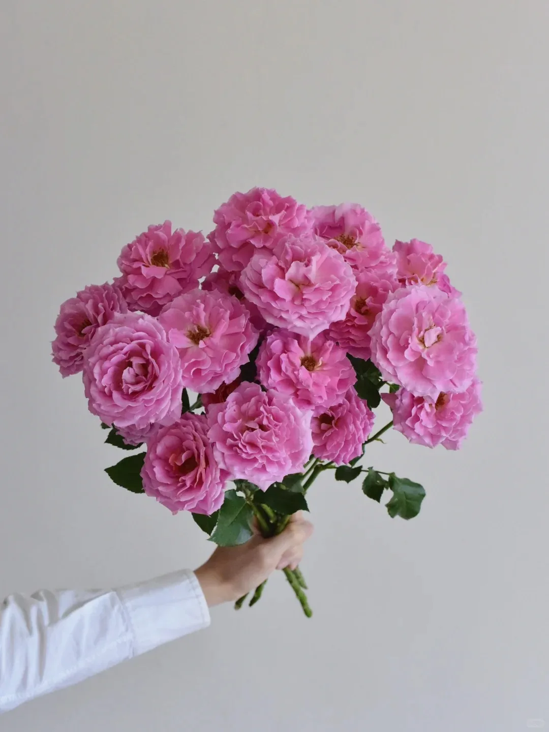 玫瑰· 罗莎之梦
